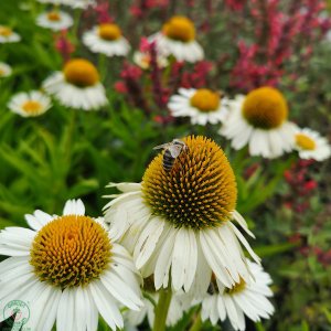 Echinacea purpurová (Echinacea pupurea) ´MEDITATION WHITE´, kont. C1,5L